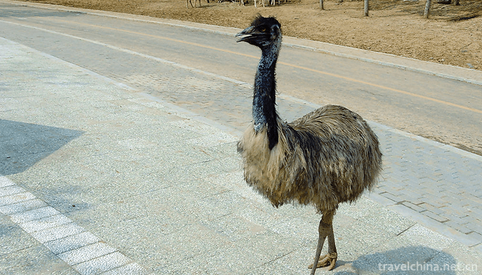 dalian-forest-zoo-1