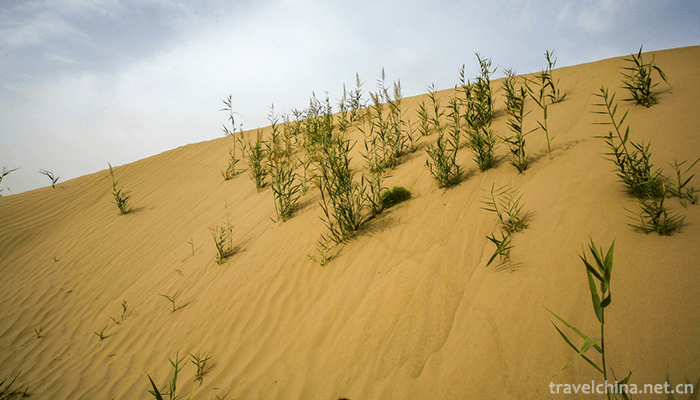 Dawakun-Desert-Tourist-Scenic-Area-2