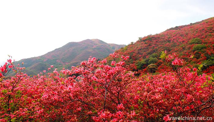 Daweishan-National-Forest-Park-4