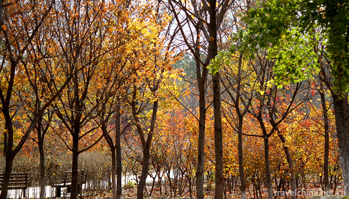 Tongzhou-Forest-Park-of-Grand-Canal-7