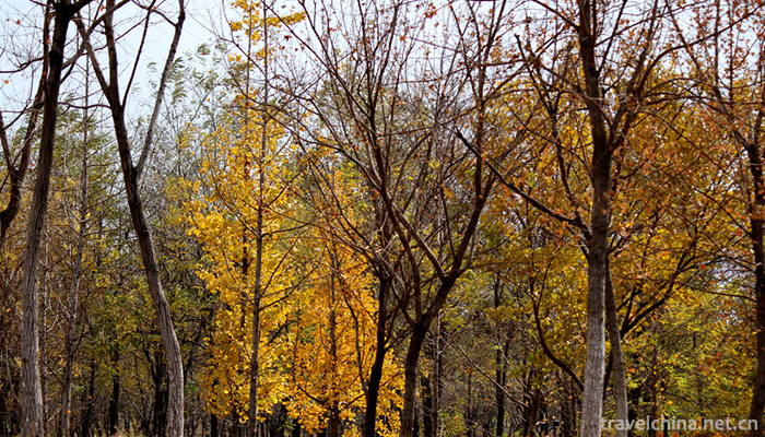 Tongzhou-Forest-Park-of-Grand-Canal-16
