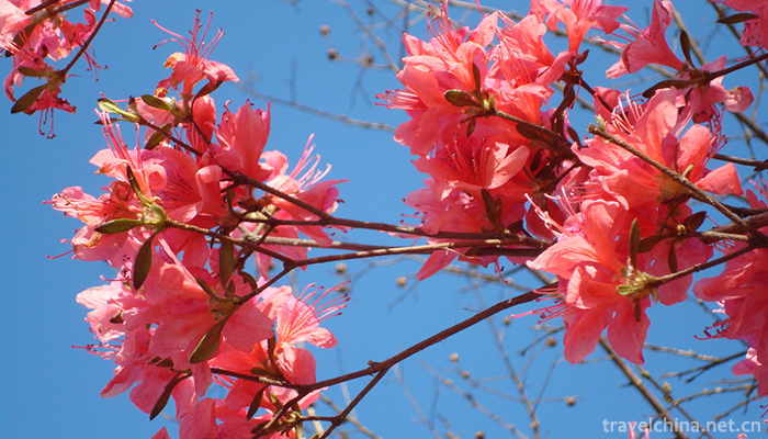 Dazhushan-Scenic-Area-5