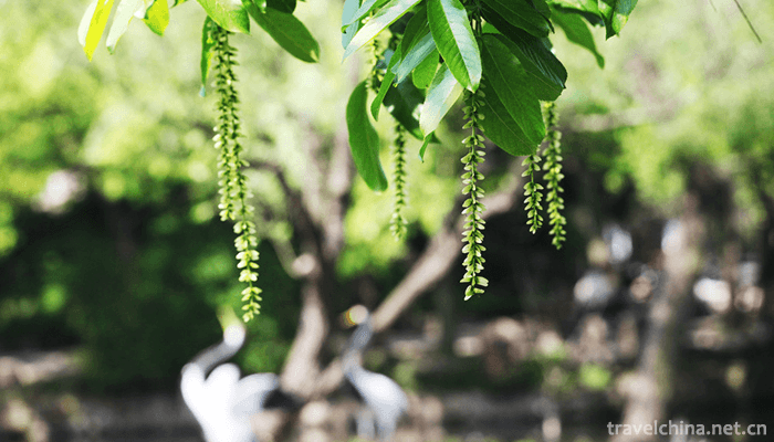 Guyi-Garden-3