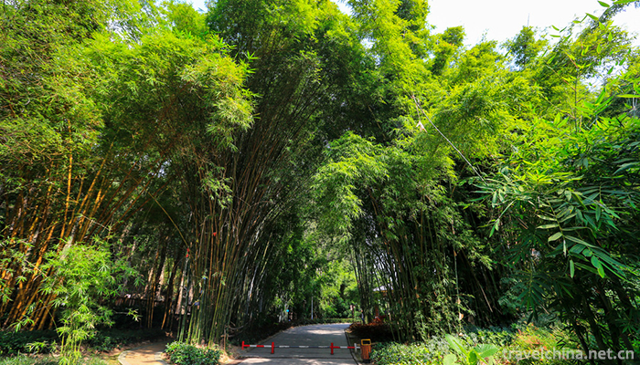 fuzhou-national-forest-park-1