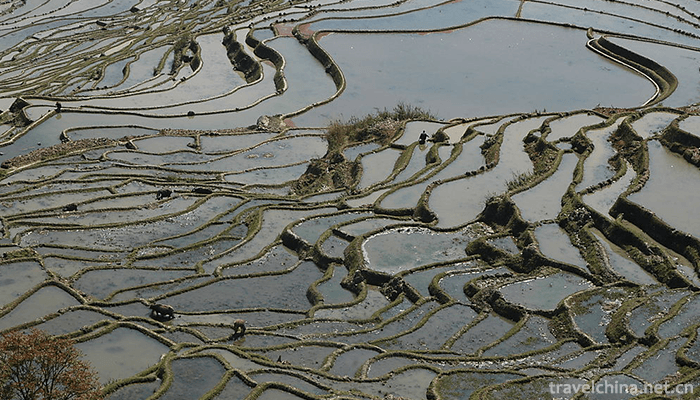 Hani-terrace-Yuanyang-terrace-35