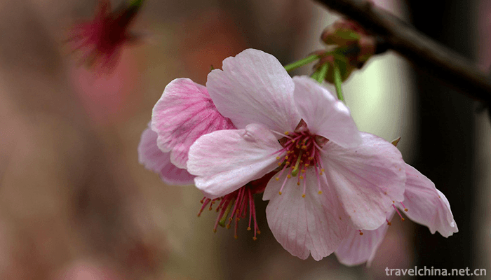 Haitangshan-Scenic-Area-6