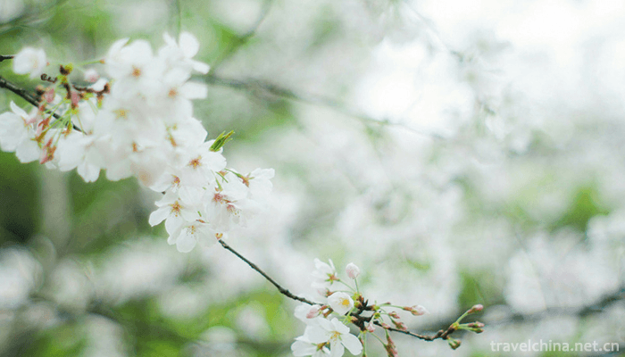Haitangshan-Scenic-Area-8