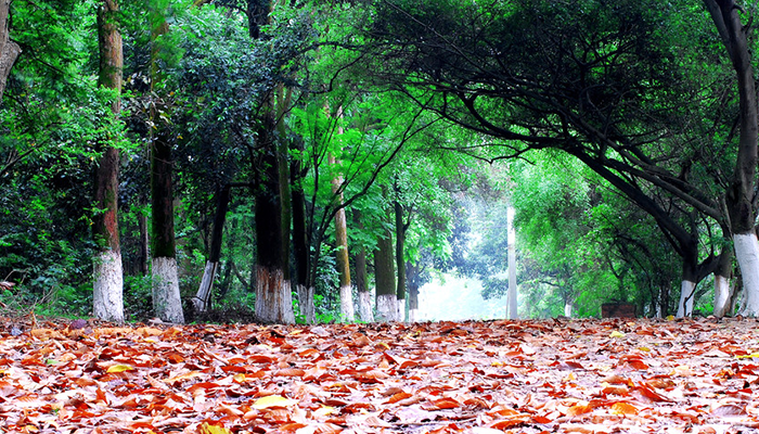 Guangxi-Medicinal-Herb-Garden-14