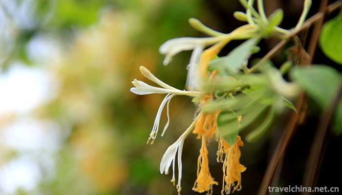 Guangxi-Medicinal-Herb-Garden-2