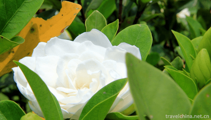 Guangxi-Medicinal-Herb-Garden-8