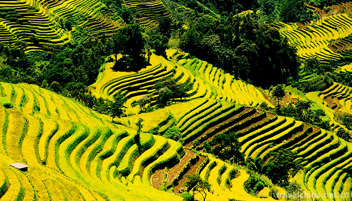 Hani-terrace-Yuanyang-terrace-33