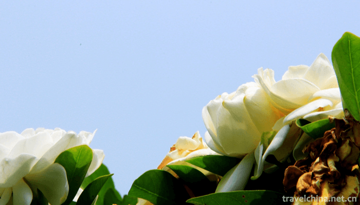 Guangxi-Medicinal-Herb-Garden-10