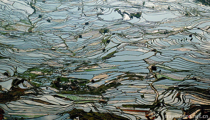 Hani-terrace-Yuanyang-terrace-3