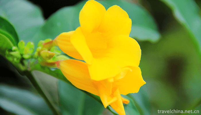 Guangxi-Medicinal-Herb-Garden-6