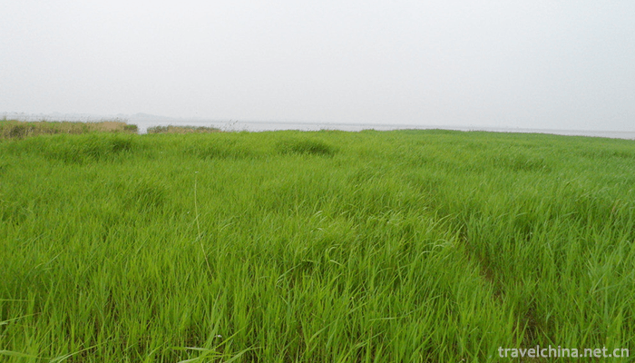 Zhalong-Nature-Reserve-4