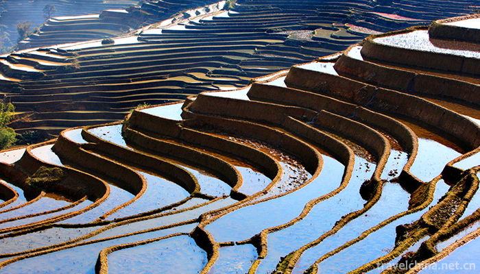 Hani-terrace-Yuanyang-terrace-9