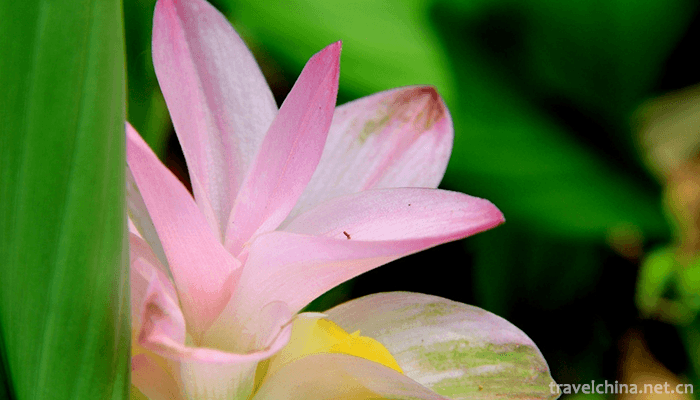 Guangxi-Medicinal-Herb-Garden-5