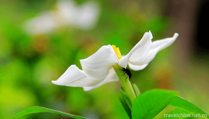 Guangxi-Medicinal-Herb-Garden-3