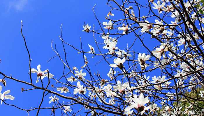 Haitangshan-Scenic-Area-2