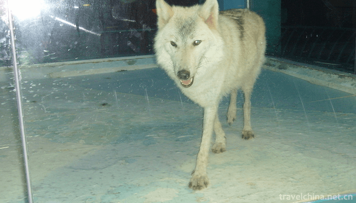 Harbin-Polarland-8