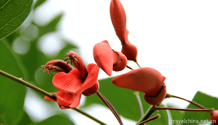 Guangxi-Medicinal-Herb-Garden-7