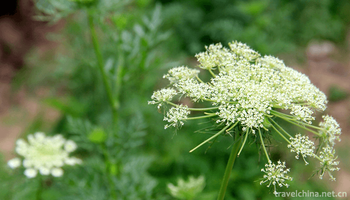 Guangxi-Medicinal-Herb-Garden-4