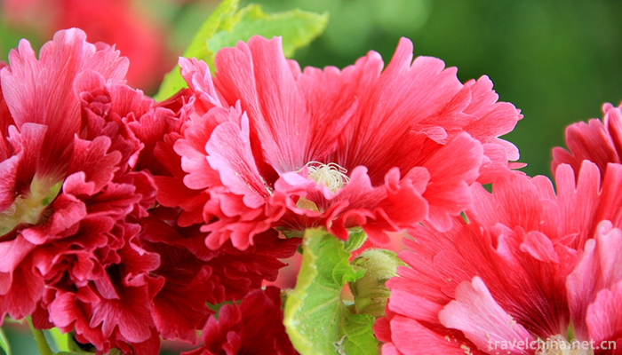 Guangxi-Medicinal-Herb-Garden-11