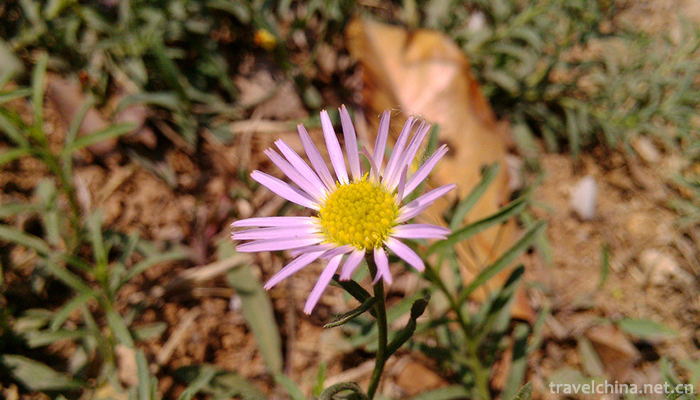 Hepeishan-National-Forest-Park-1