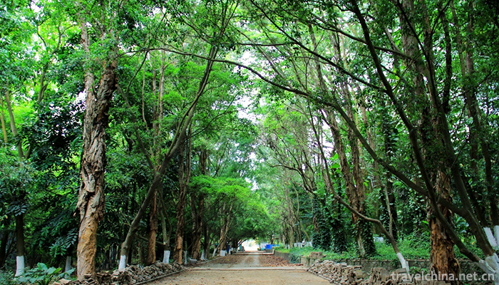Guangxi-Medicinal-Herb-Garden-15