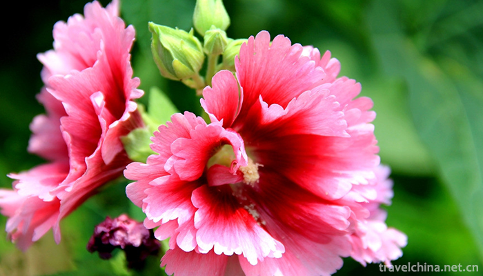 Guangxi-Medicinal-Herb-Garden-12