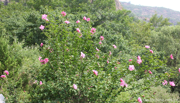 Hepeishan-National-Forest-Park-4