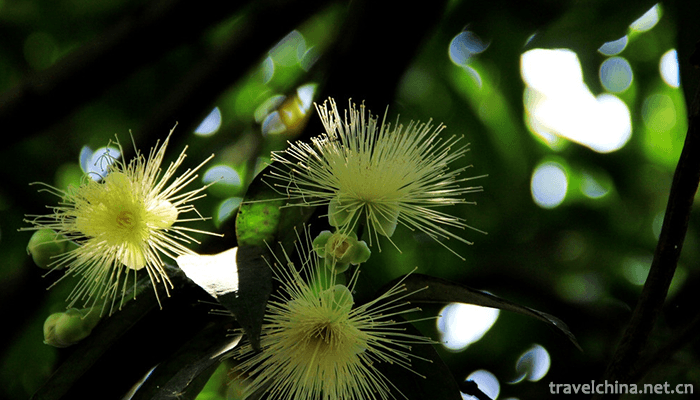 Guangxi-Medicinal-Herb-Garden-9