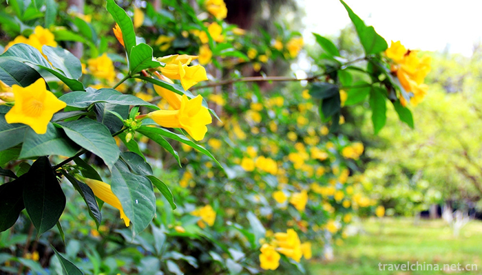 Guangxi-Medicinal-Herb-Garden-1