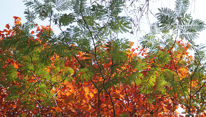 Red-Leaf-Valley-Eco-cultural-Tourist-Area-10