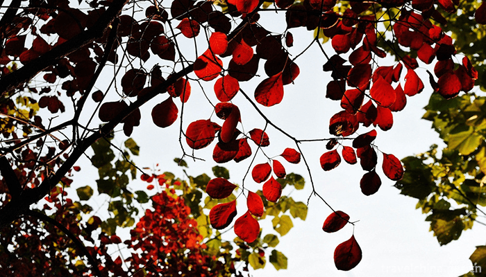 Red-Leaf-Valley-Eco-cultural-Tourist-Area-8