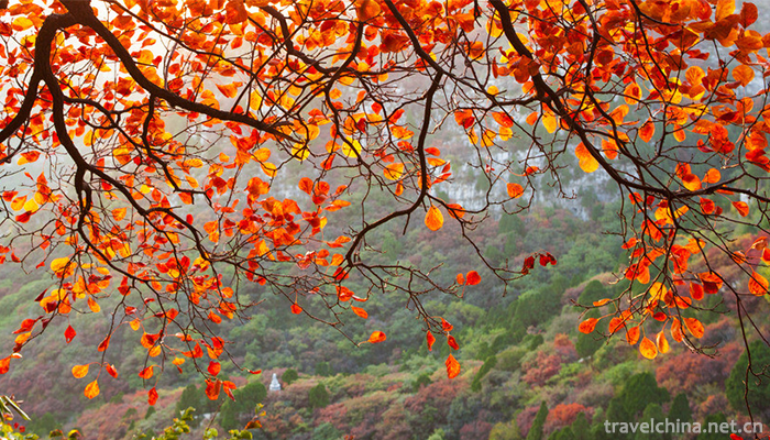 Red-Leaf-Valley-Eco-cultural-Tourist-Area-2