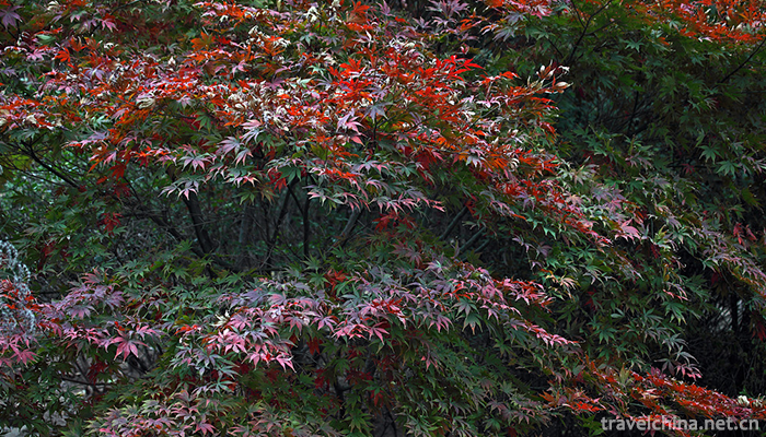 Red-Leaf-Valley-Eco-cultural-Tourist-Area-6