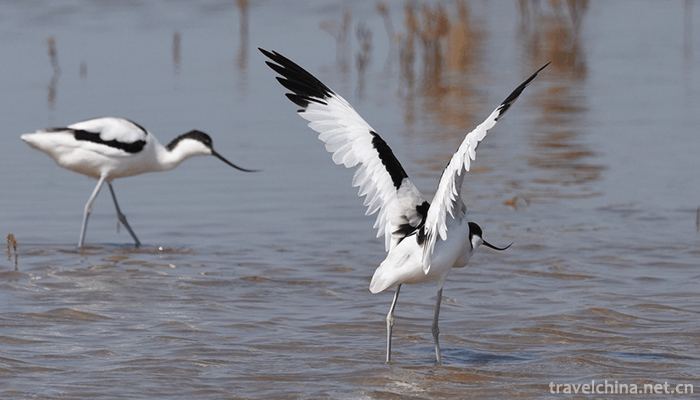 Yellow-River-Estuary-Ecotourism-Area-5