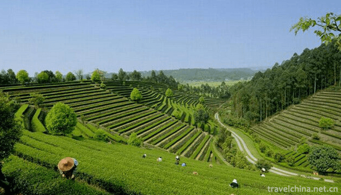 Jiajiang-Tianfu-Tourist-Tea-Garden-2