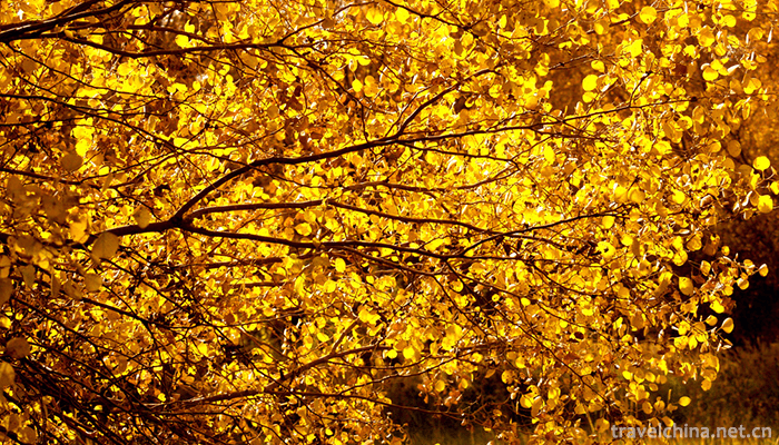 Jinhu-Yang-National-Forest-Park-1