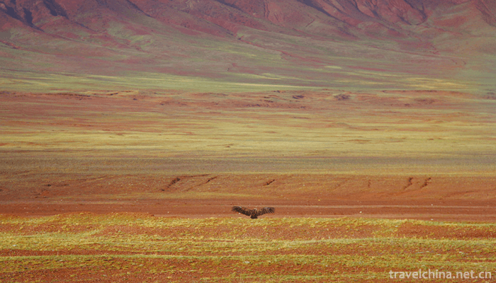 Qinghai-Kekexili-National-Nature-Reserve-Hoh-Xil-23