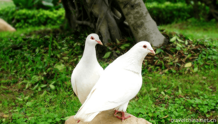 Kaiping-Garden-5