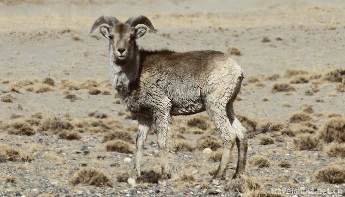Qinghai-Kekexili-National-Nature-Reserve-Hoh-Xil-5