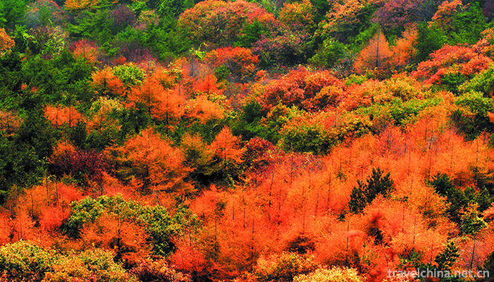 Kunyu-Mountain-National-Forest-Park-7