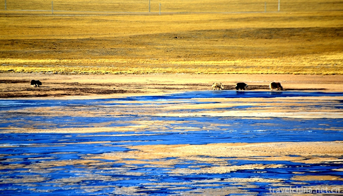 Qinghai-Kekexili-National-Nature-Reserve-Hoh-Xil-16