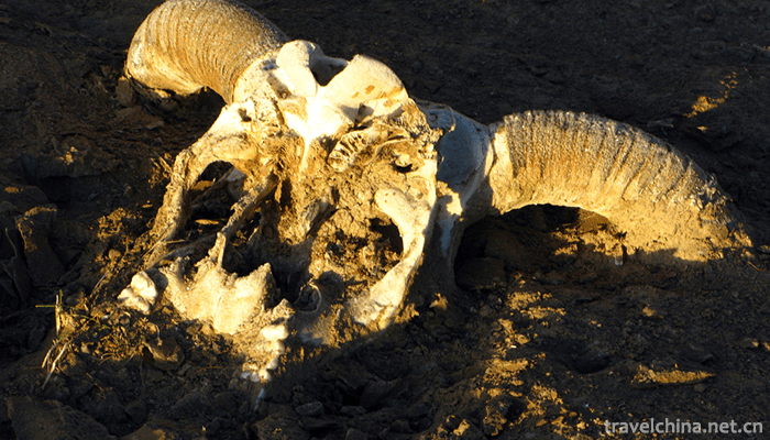 Qinghai-Kekexili-National-Nature-Reserve-Hoh-Xil-1