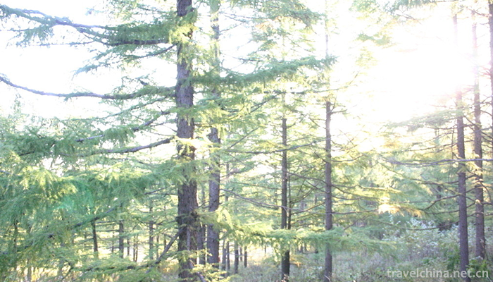 Liaoheyuan-National-Forest-Park-2