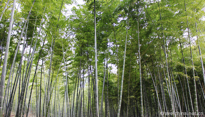Malenqi-Peak-Forest-Tourist-Area-1
