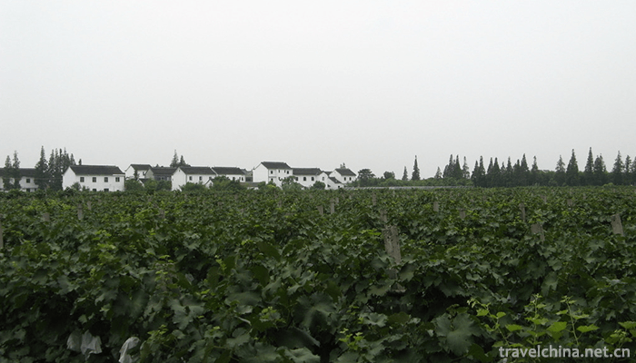 Malu-Grape-Theme-Park-1