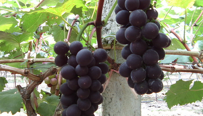 Malu-Grape-Theme-Park-6